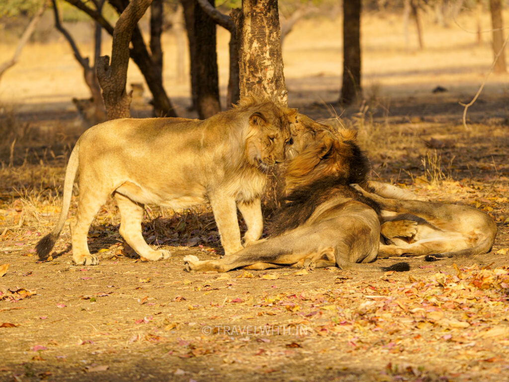 Explore India Gir National Park