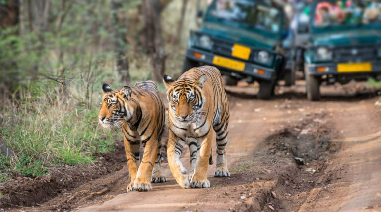 Explore India Jim Corbett National Park,