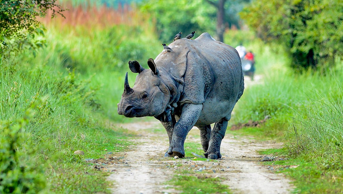 Explore India Kaziranga National Park